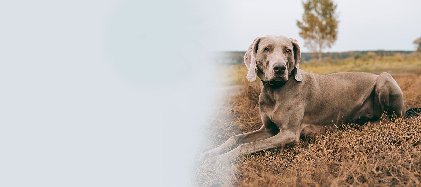 Diarrhée chez le chien : comment les éviter et les soigner ?