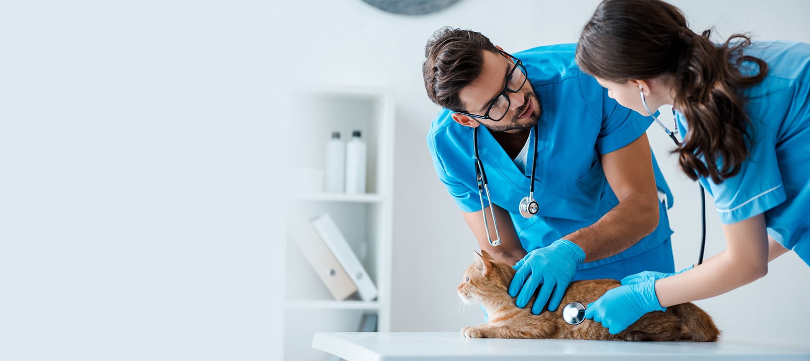 Agir vite en cas de tumeurs mammaires chez le chat